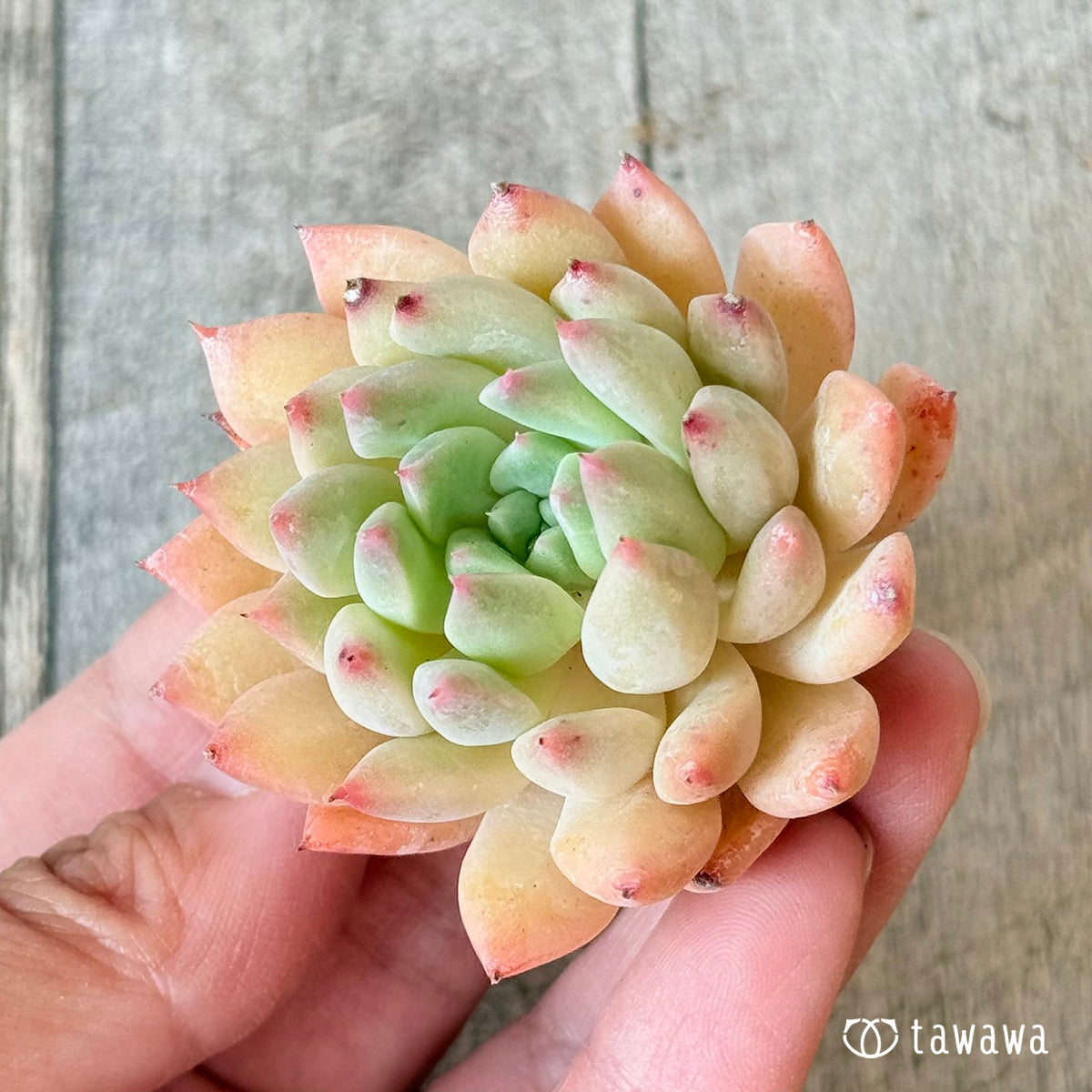 ＊新入荷＊　クラウンキャンディ【単頭苗】（チャンヒー農園苗）