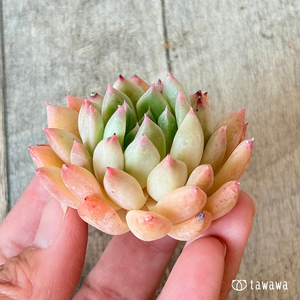 ＊新入荷＊　クラウンキャンディ【単頭苗】（チャンヒー農園苗）
