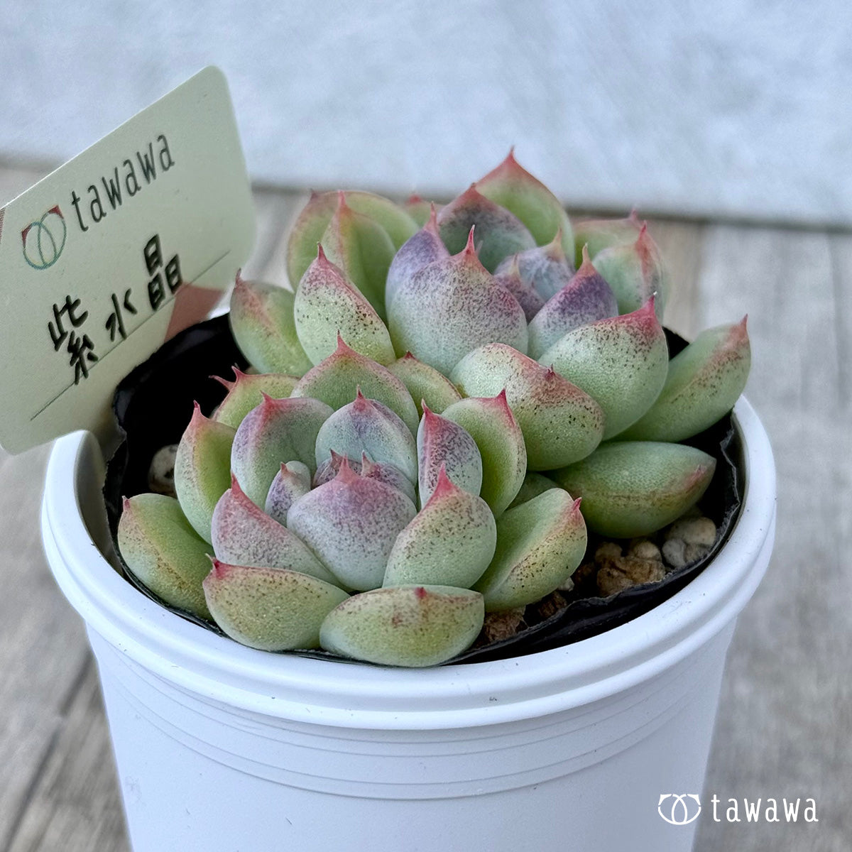 紫水晶《双頭》【tawawaハウス苗】