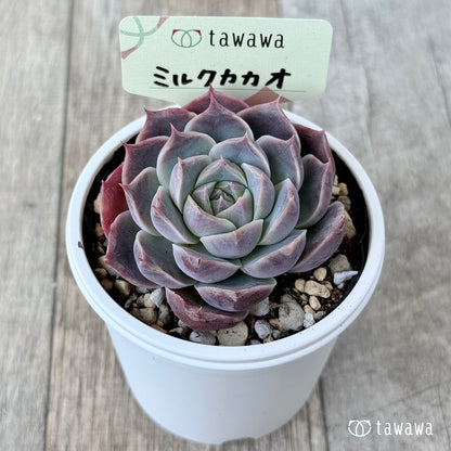 ミルクカカオ【tawawaハウス苗】