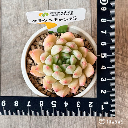 ＊新入荷＊　クラウンキャンディ【単頭苗】（チャンヒー農園苗）