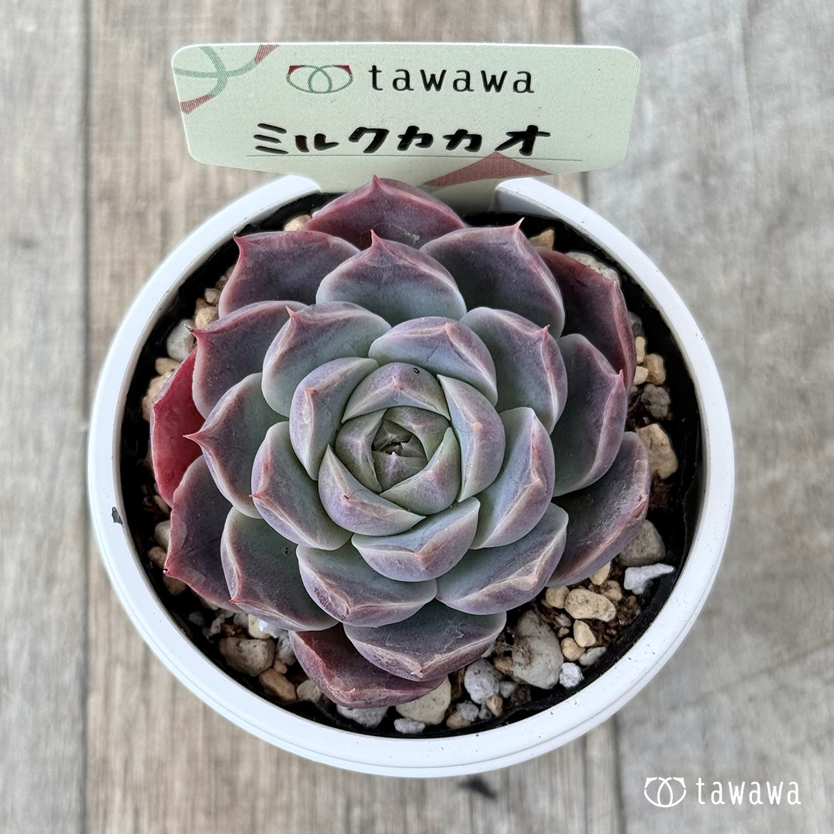 ミルクカカオ【tawawaハウス苗】