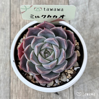 ミルクカカオ【tawawaハウス苗】