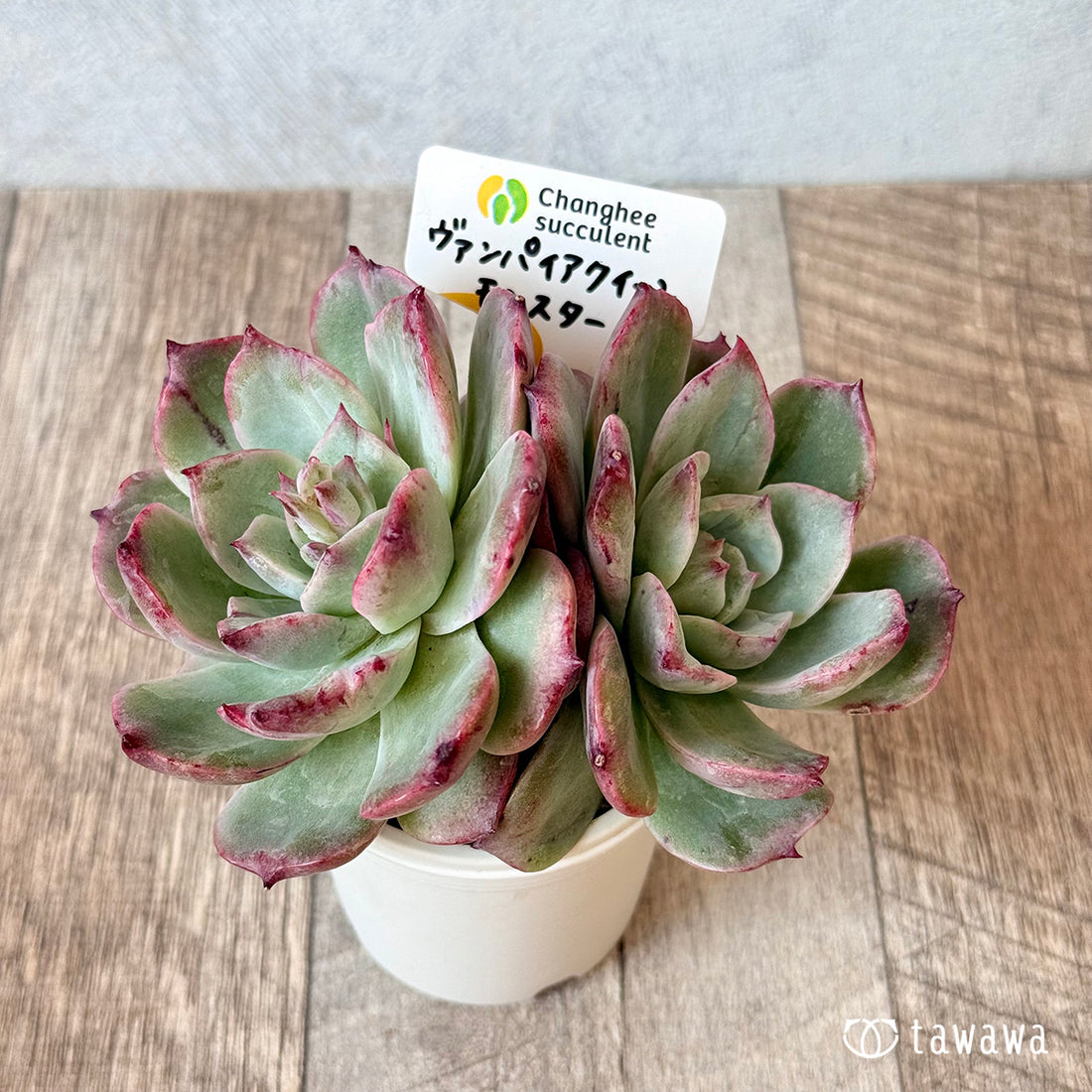 New Arrivals: Ice Green