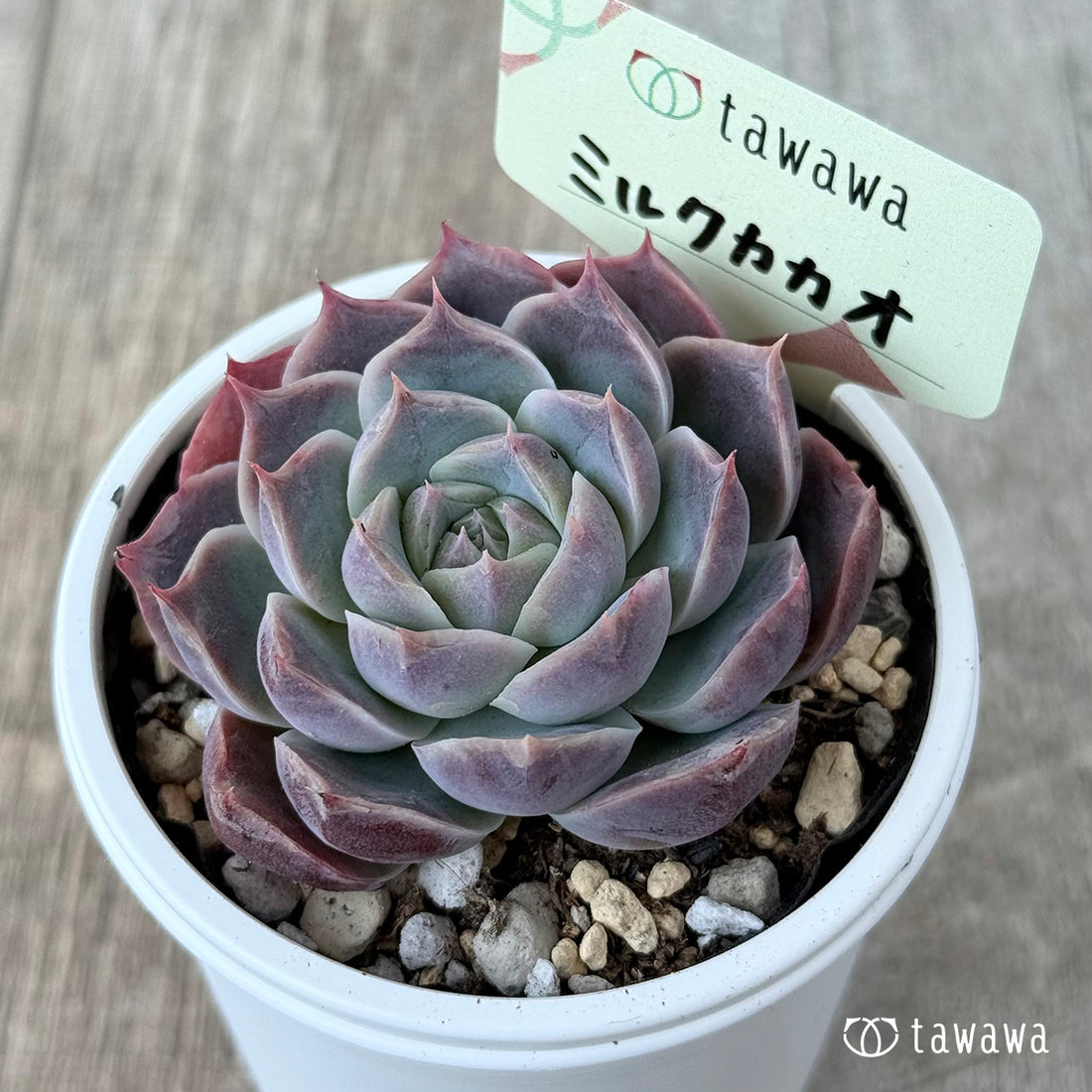 ＊新発売＊　ミルクカカオ【tawawaハウス苗】