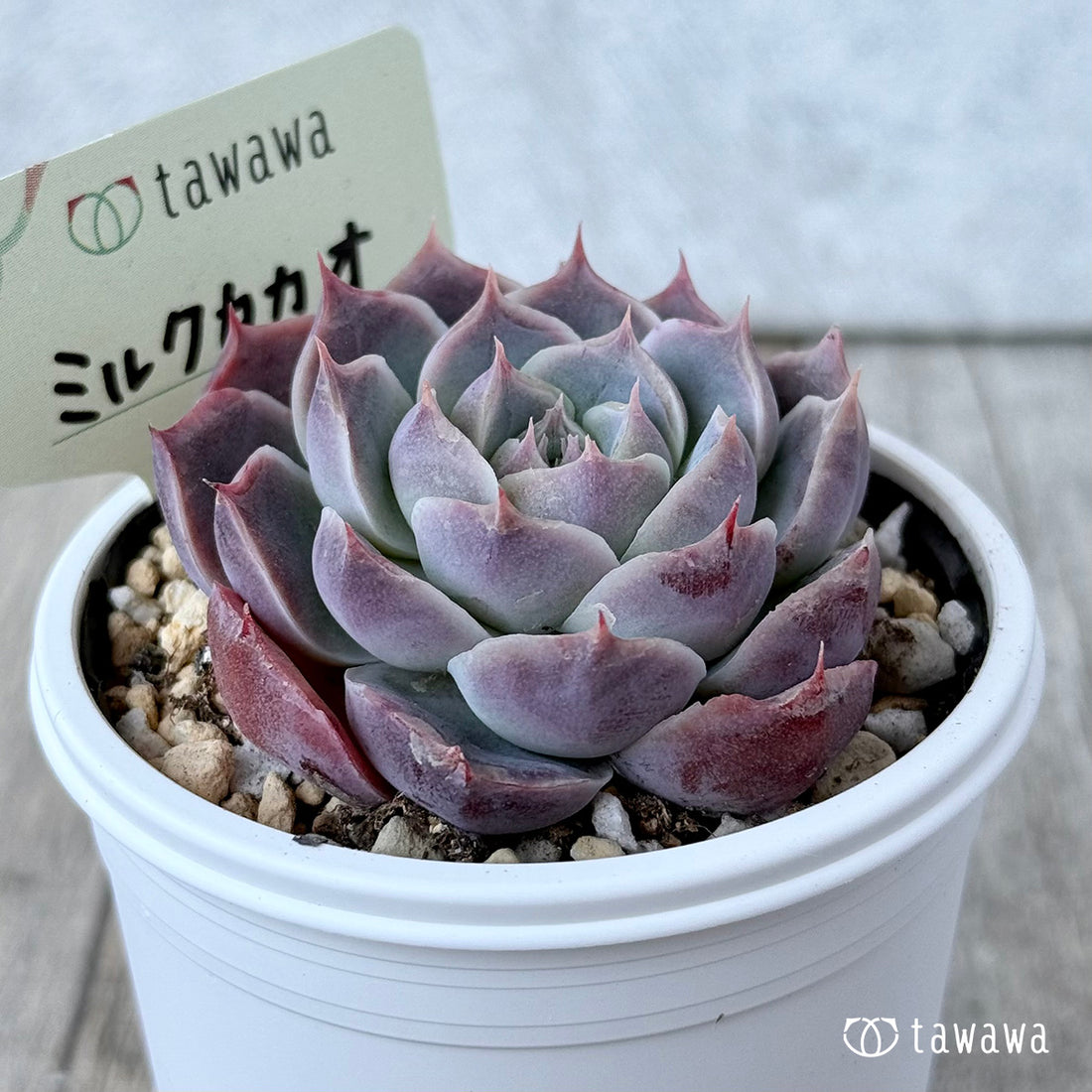 ＊新発売＊　ミルクカカオ【tawawaハウス苗】