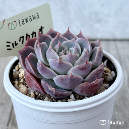 ミルクカカオ【tawawaハウス苗】