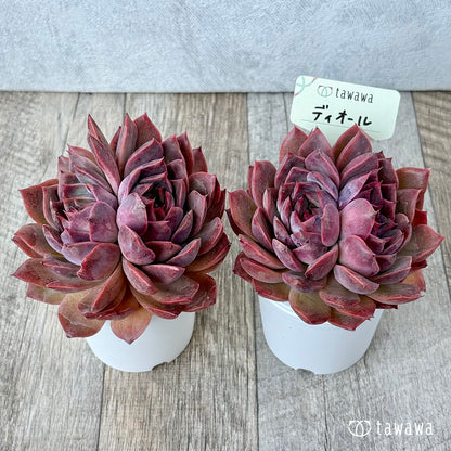 ディオール《双頭》【tawawaハウス苗】