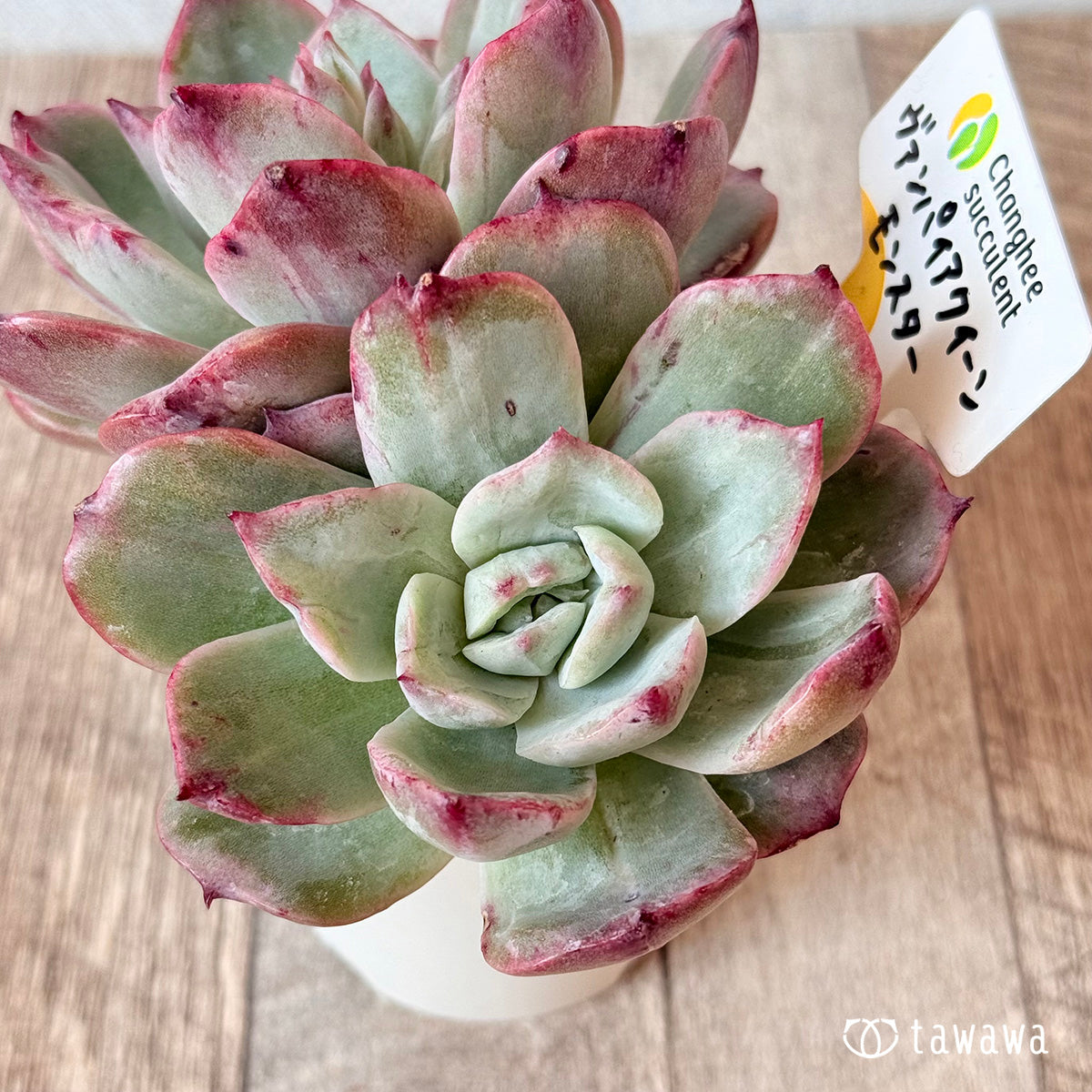 New Arrivals: Ice Green