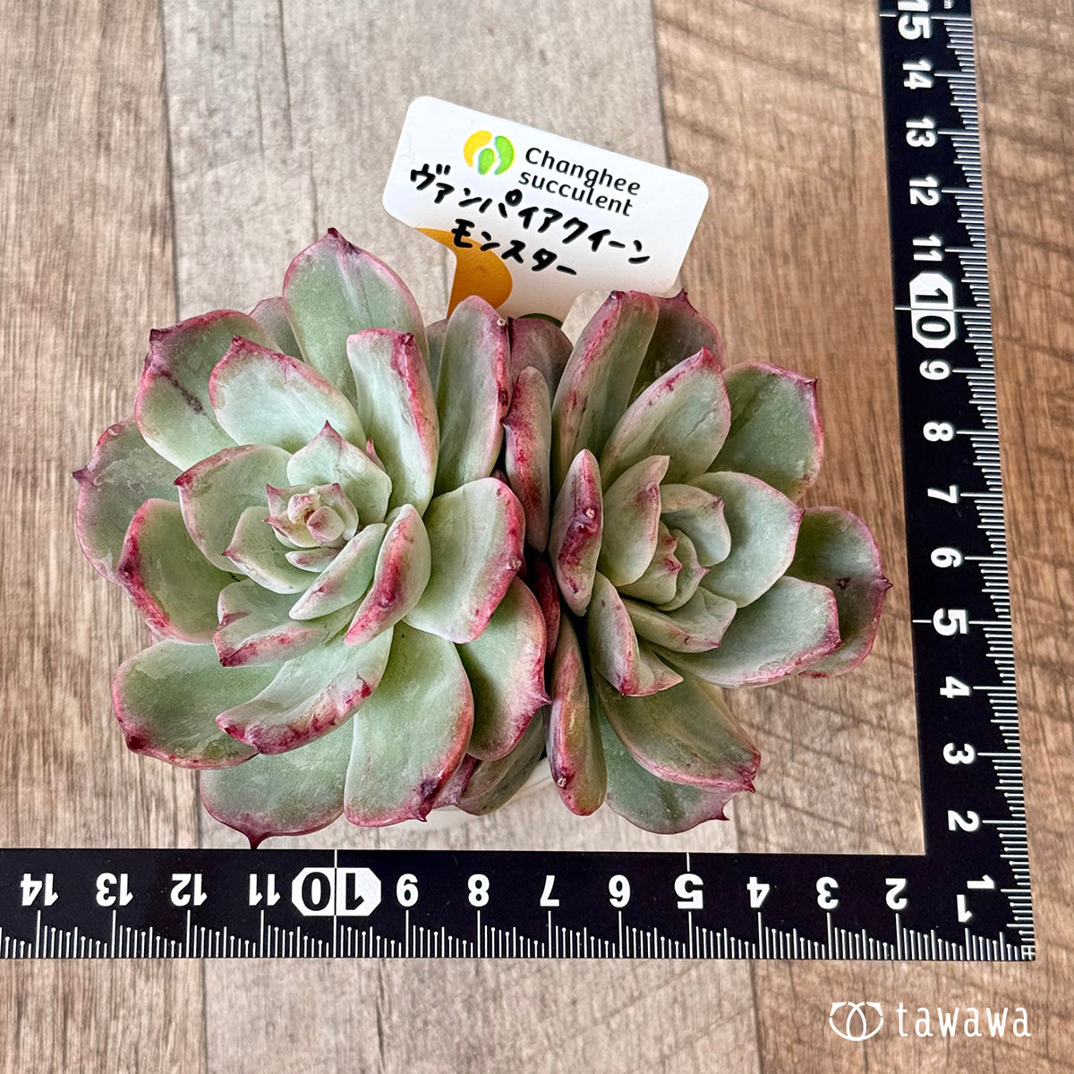 New Arrivals: Ice Green