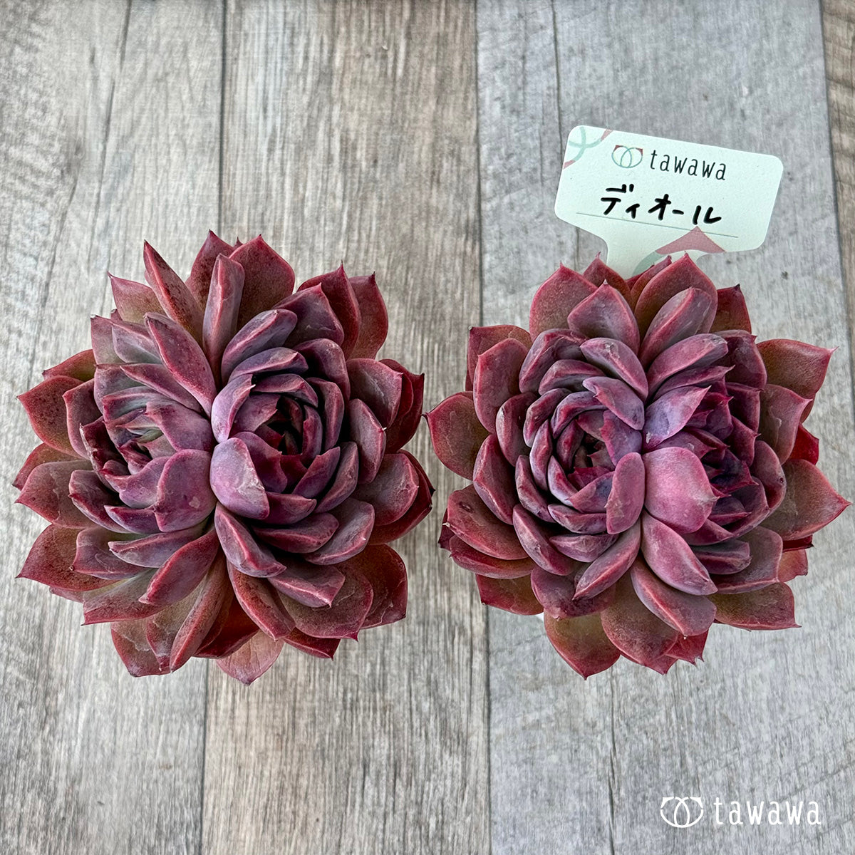 ディオール《双頭》【tawawaハウス苗】