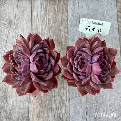 ディオール《双頭》【tawawaハウス苗】