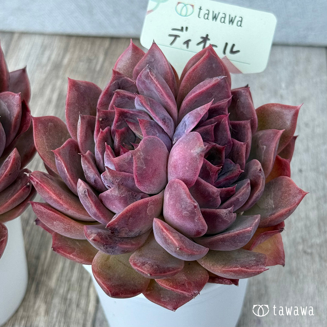 ディオール《双頭》【tawawaハウス苗】