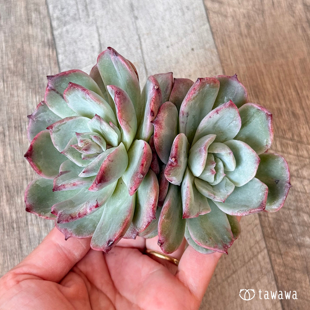 New Arrivals: Ice Green