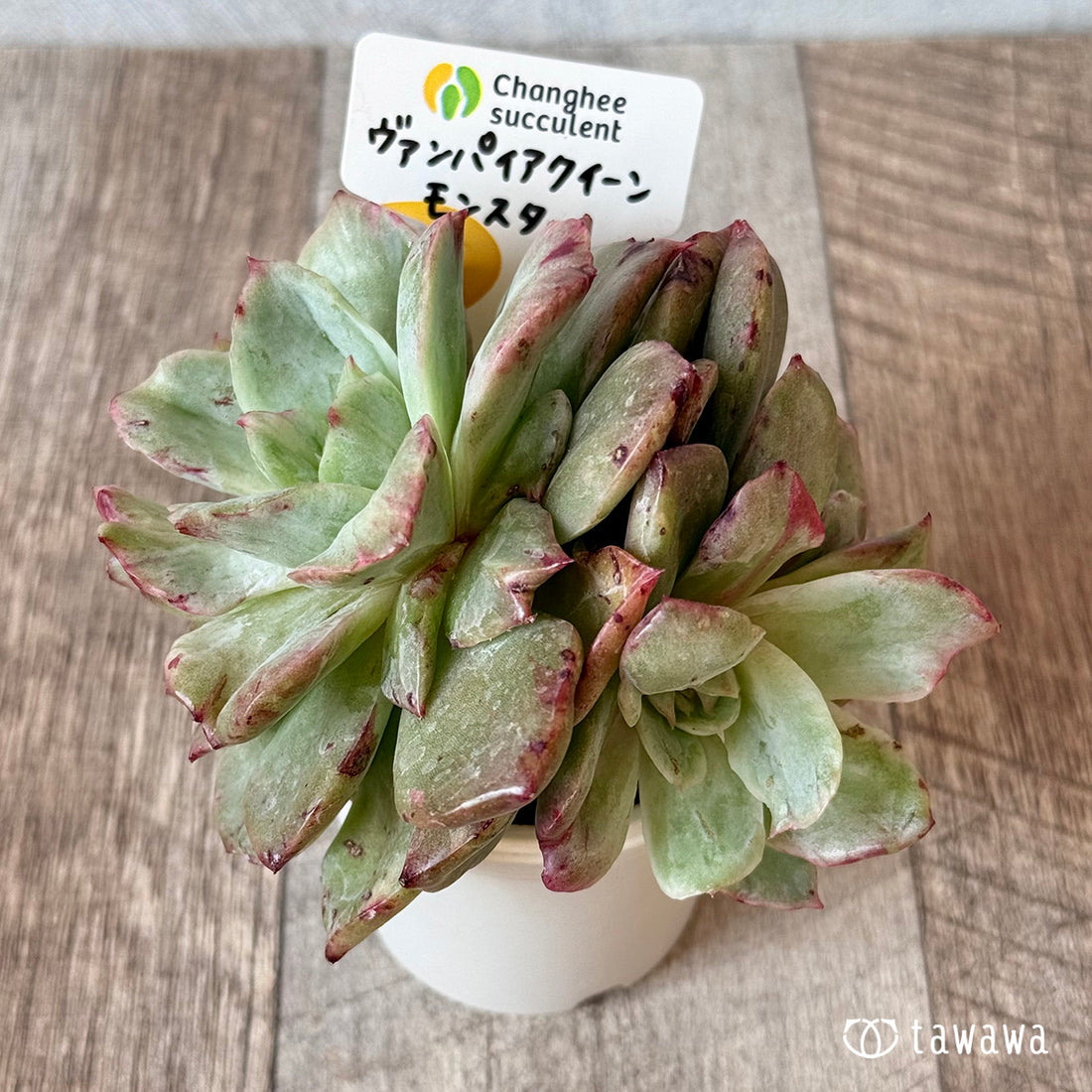 New Arrivals: Ice Green