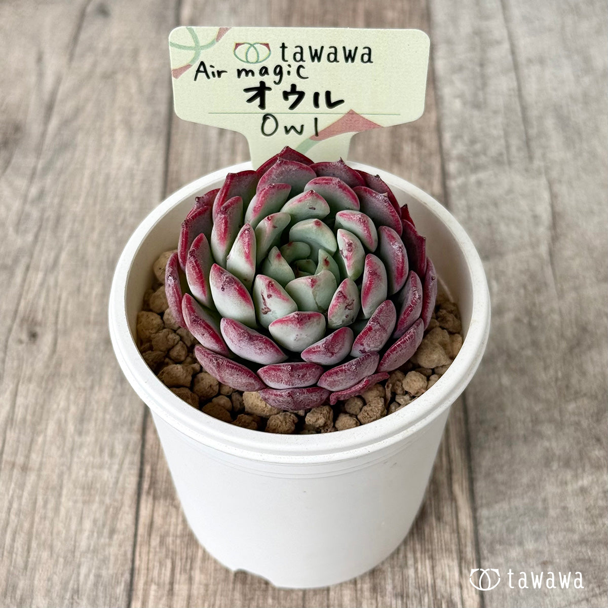 【4/15発売】オウル（エアーマジック農園苗）