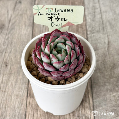 【4/15発売】オウル（エアーマジック農園苗）