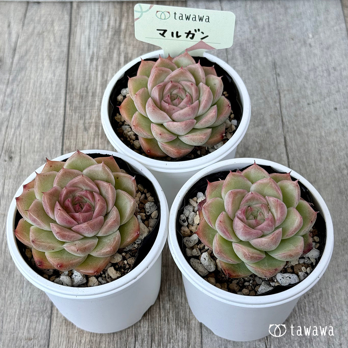 마르간