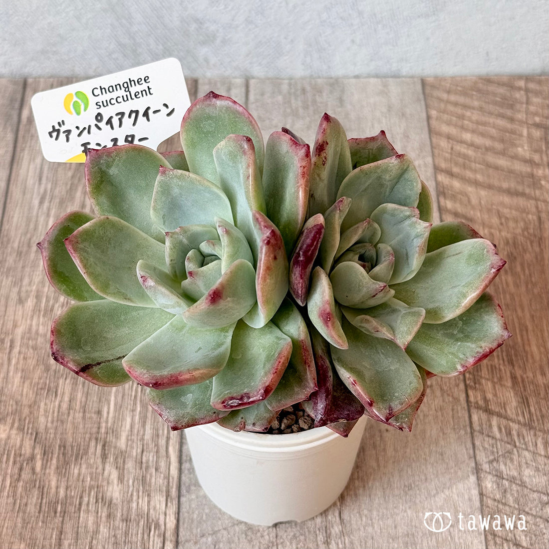 New Arrivals: Ice Green