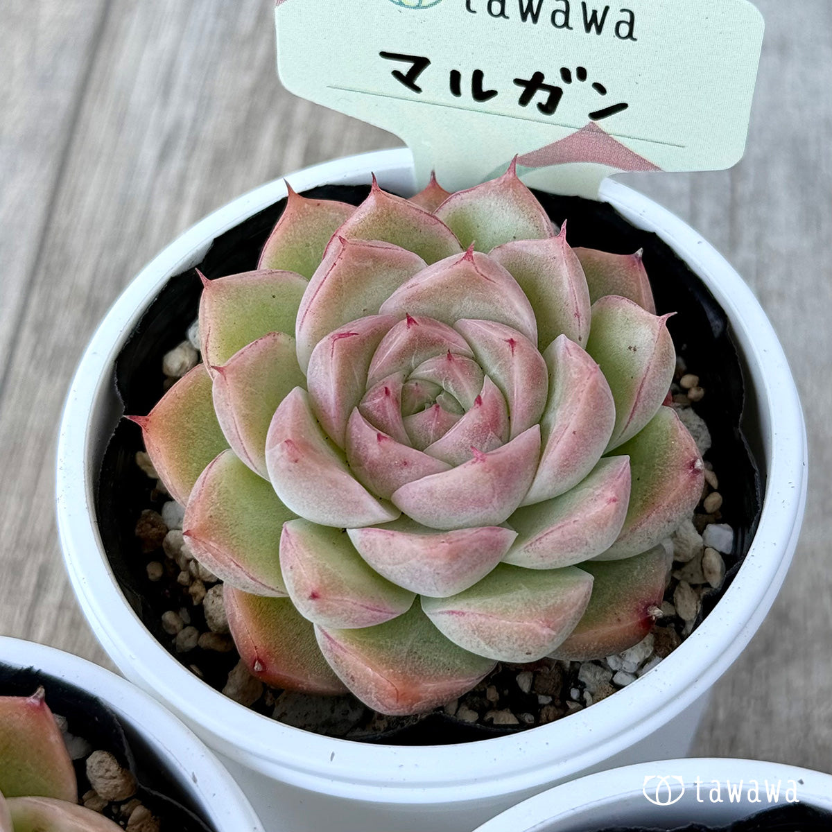 마르간