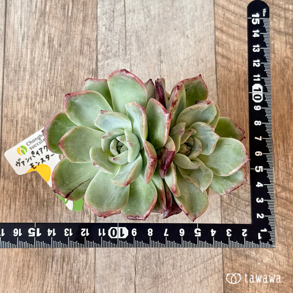New Arrivals: Ice Green