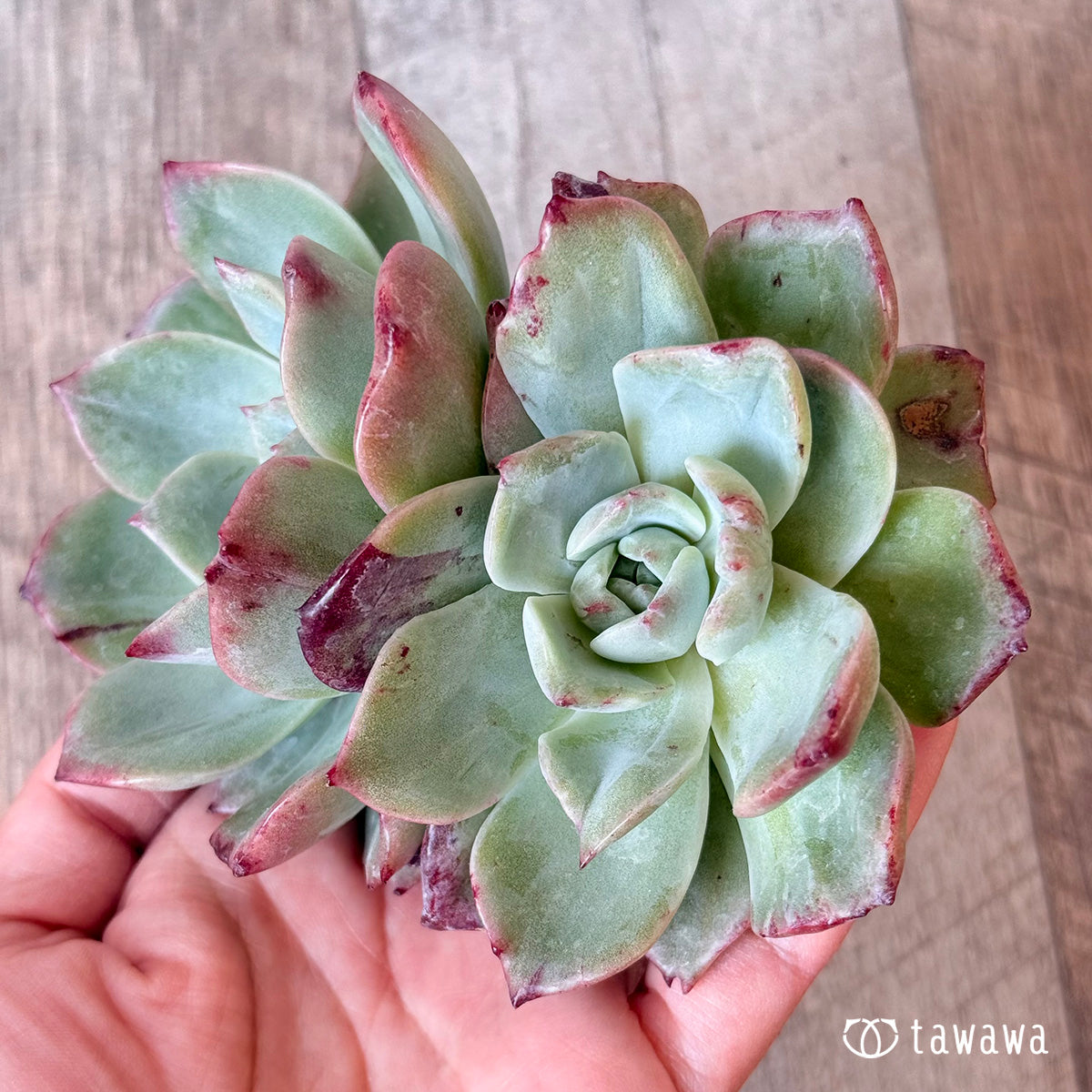 New Arrivals: Ice Green