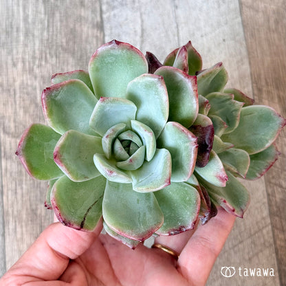 New Arrivals: Ice Green
