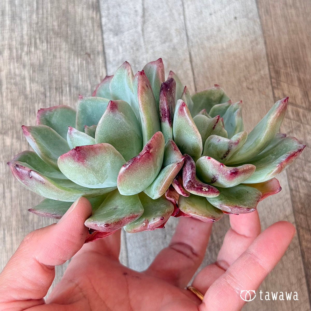 New Arrivals: Ice Green