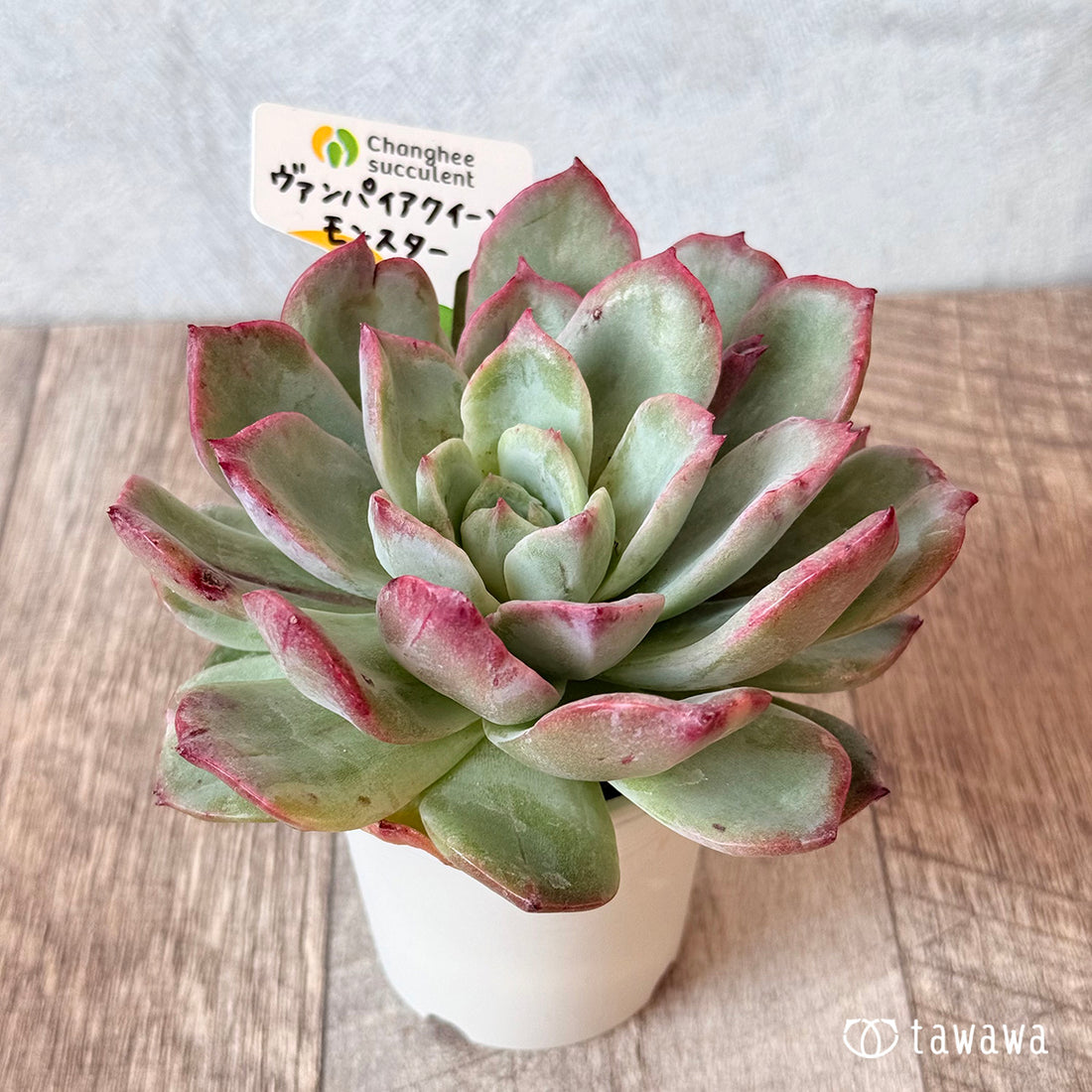 New Arrivals: Ice Green