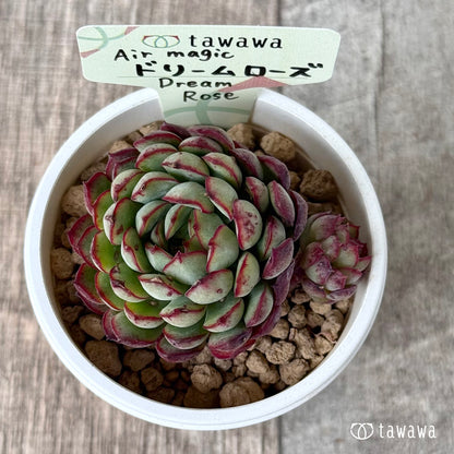 【4/15発売】ドリームローズ（エアーマジック農園苗）