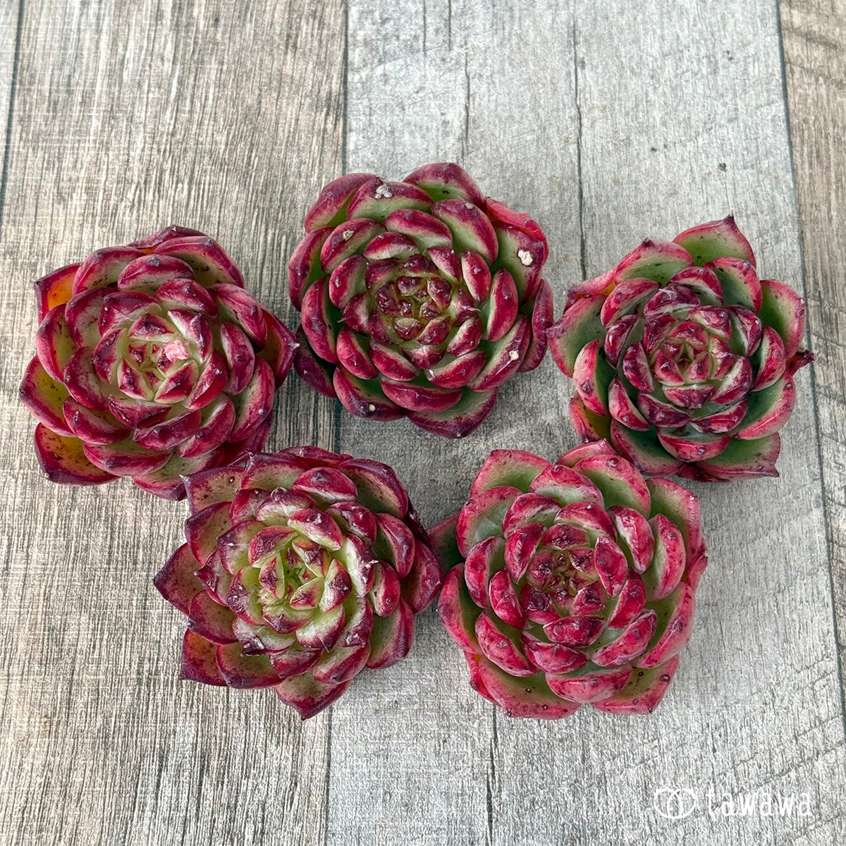 [Releasing 4/15] Koshi [1] (Air Magic Farm Seedlings)