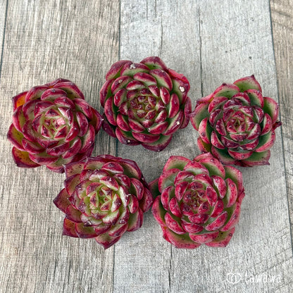 ＊新入荷①＊　コシ【１】（エアーマジック農園苗）