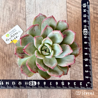 New Arrivals: Ice Green