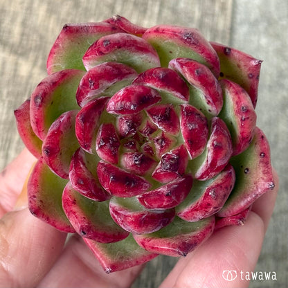 ＊新入荷①＊　コシ【１】（エアーマジック農園苗）