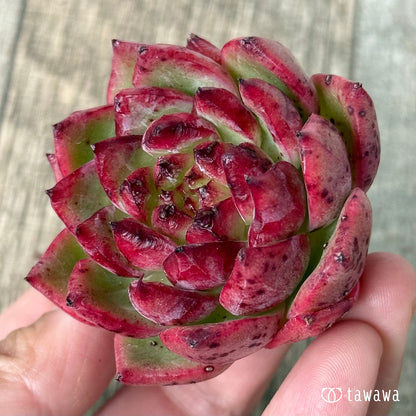 ＊新入荷①＊　コシ【１】（エアーマジック農園苗）