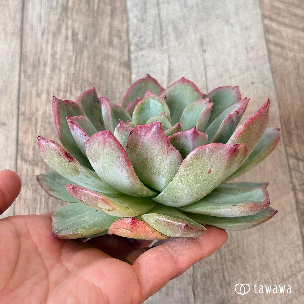 New Arrivals: Ice Green