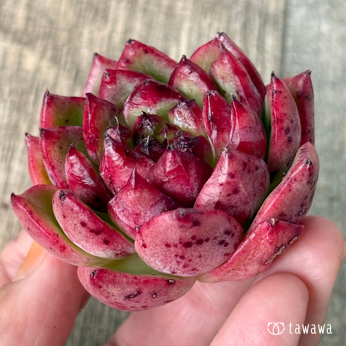 [Releasing 4/15] Koshi [1] (Air Magic Farm Seedlings)