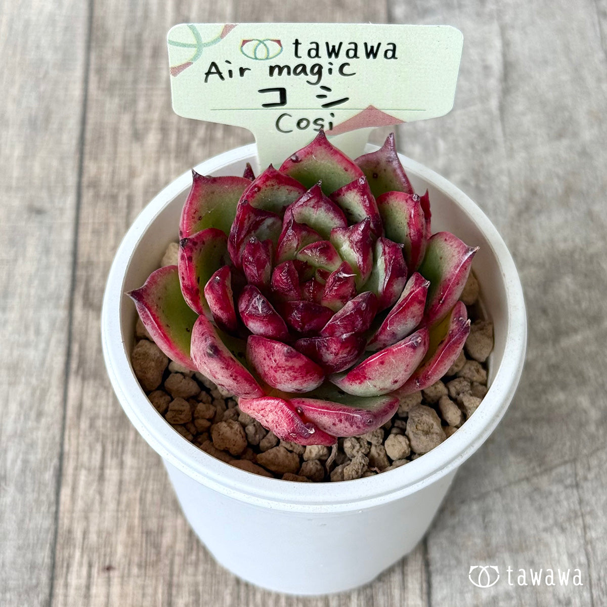 ＊新入荷①＊　コシ【１】（エアーマジック農園苗）