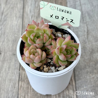 メロマンス【tawawaハウス苗】