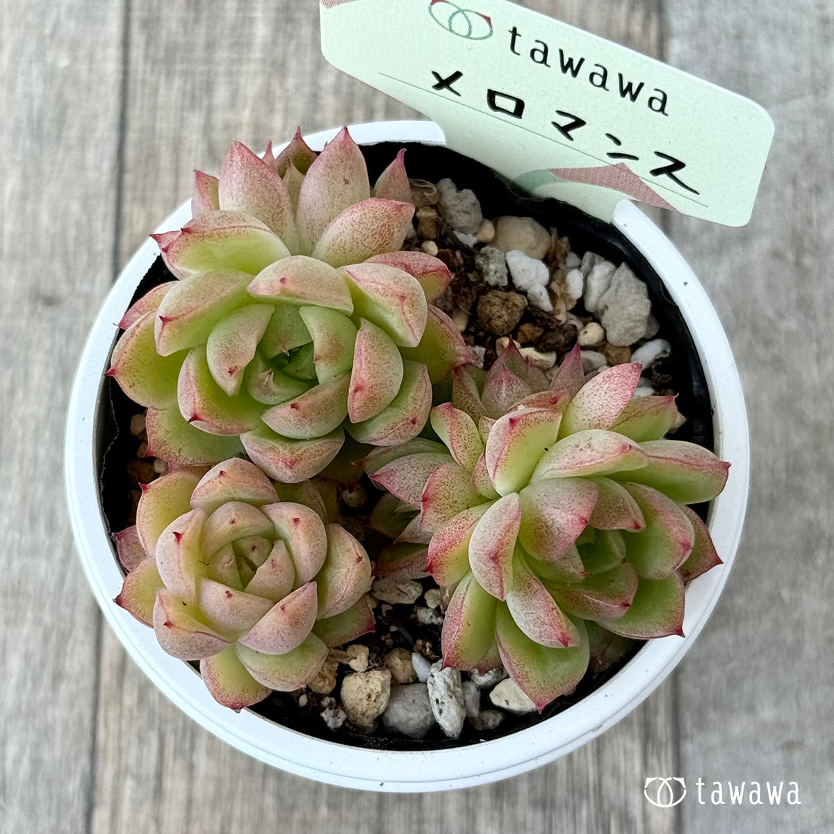 メロマンス【tawawaハウス苗】