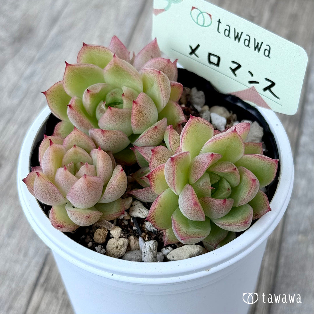 ＊新発売＊　メロマンス【tawawaハウス苗】