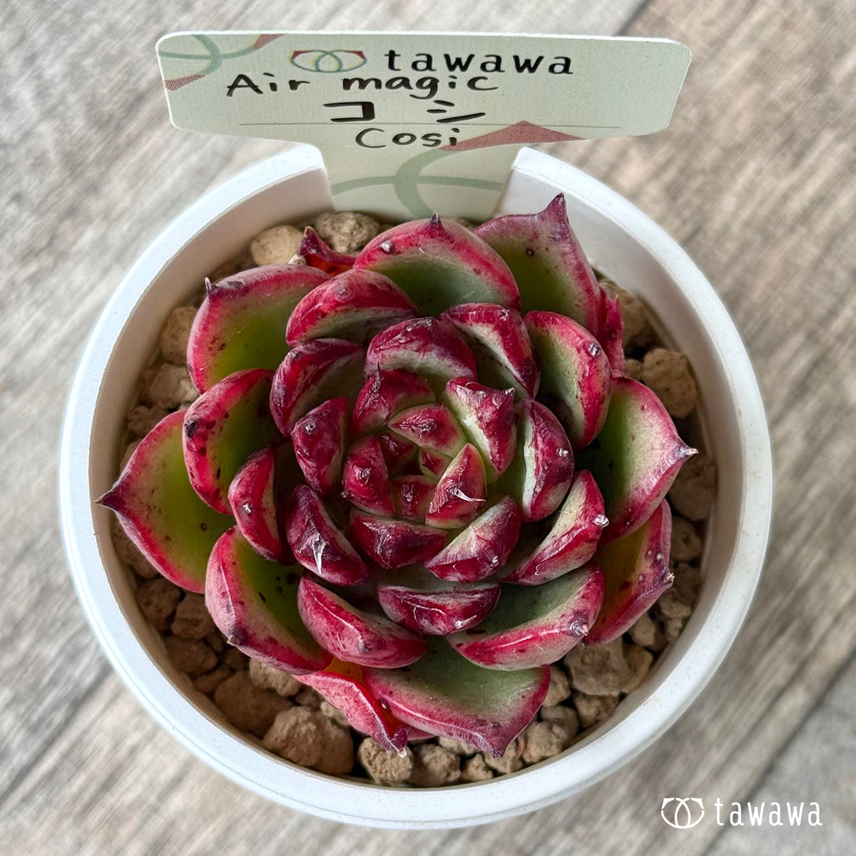 ＊新入荷①＊　コシ【１】（エアーマジック農園苗）