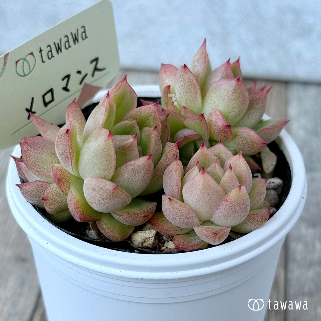 ＊新発売＊　メロマンス【tawawaハウス苗】