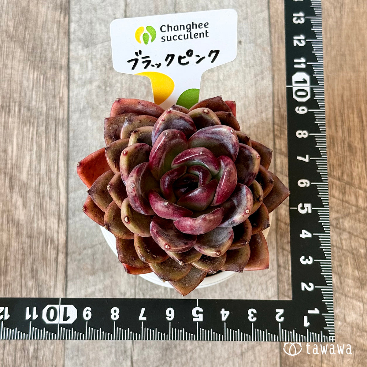 ＊新入荷＊　ブラックピンク（チャンヒー農園苗）