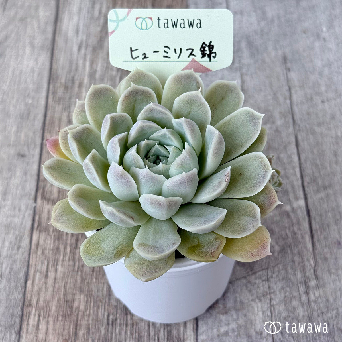 ＊新発売＊　ヒューミリス錦①【tawawaハウス苗】