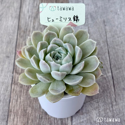 ＊新発売＊　ヒューミリス錦①【tawawaハウス苗】