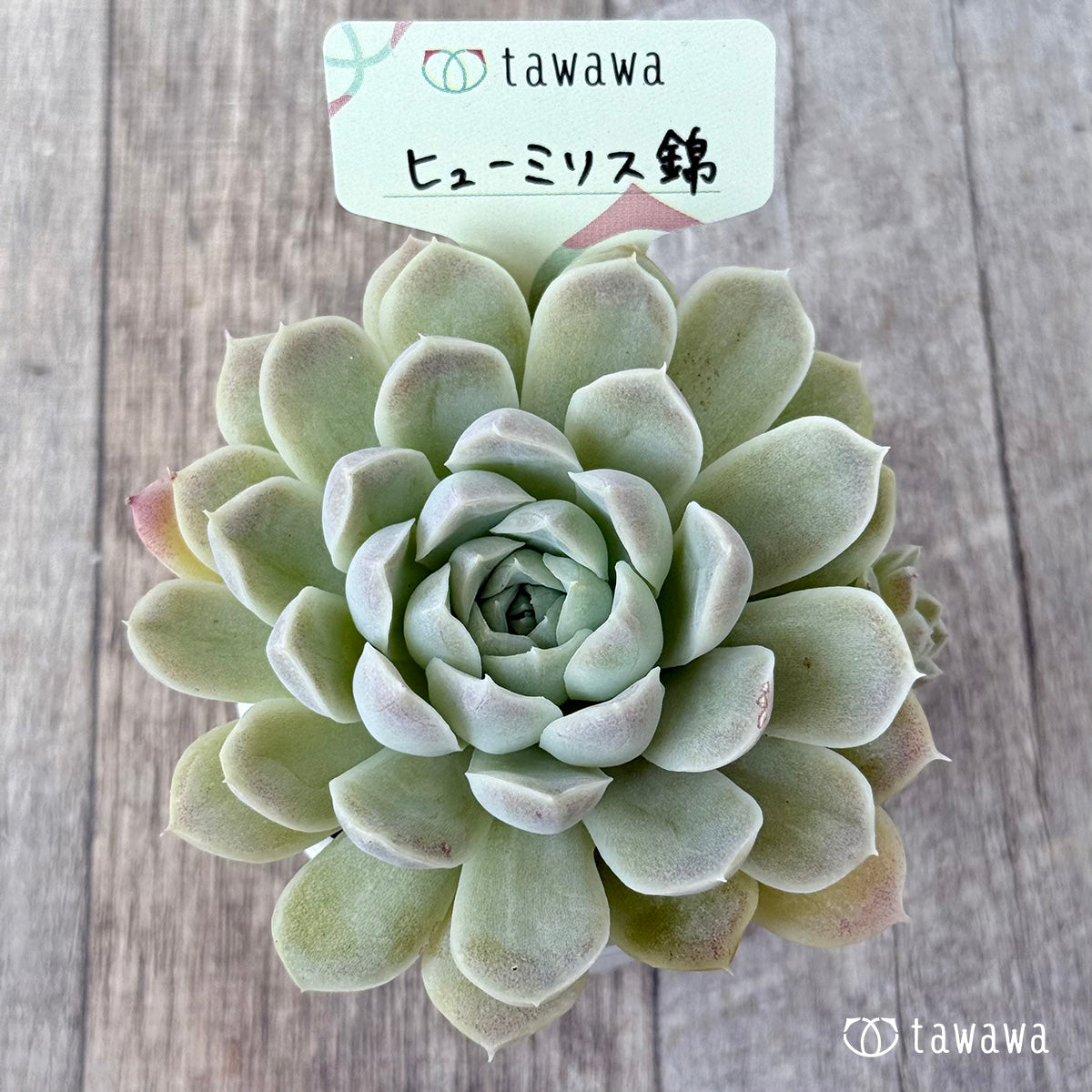 ヒューミリス錦①【tawawaハウス苗】 – 多肉植物の通販・販売サイト tawawa