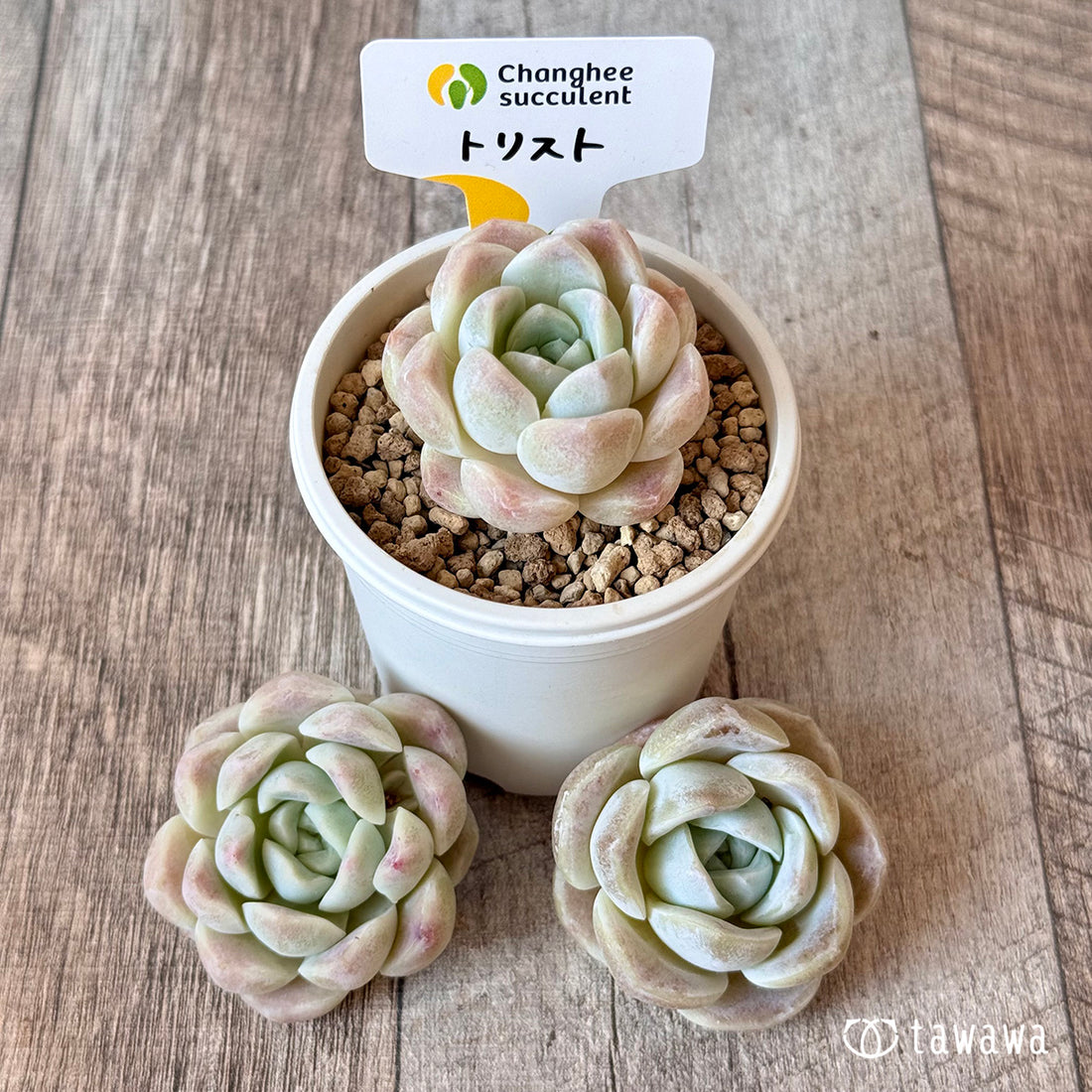 New Arrivals: Ice Green