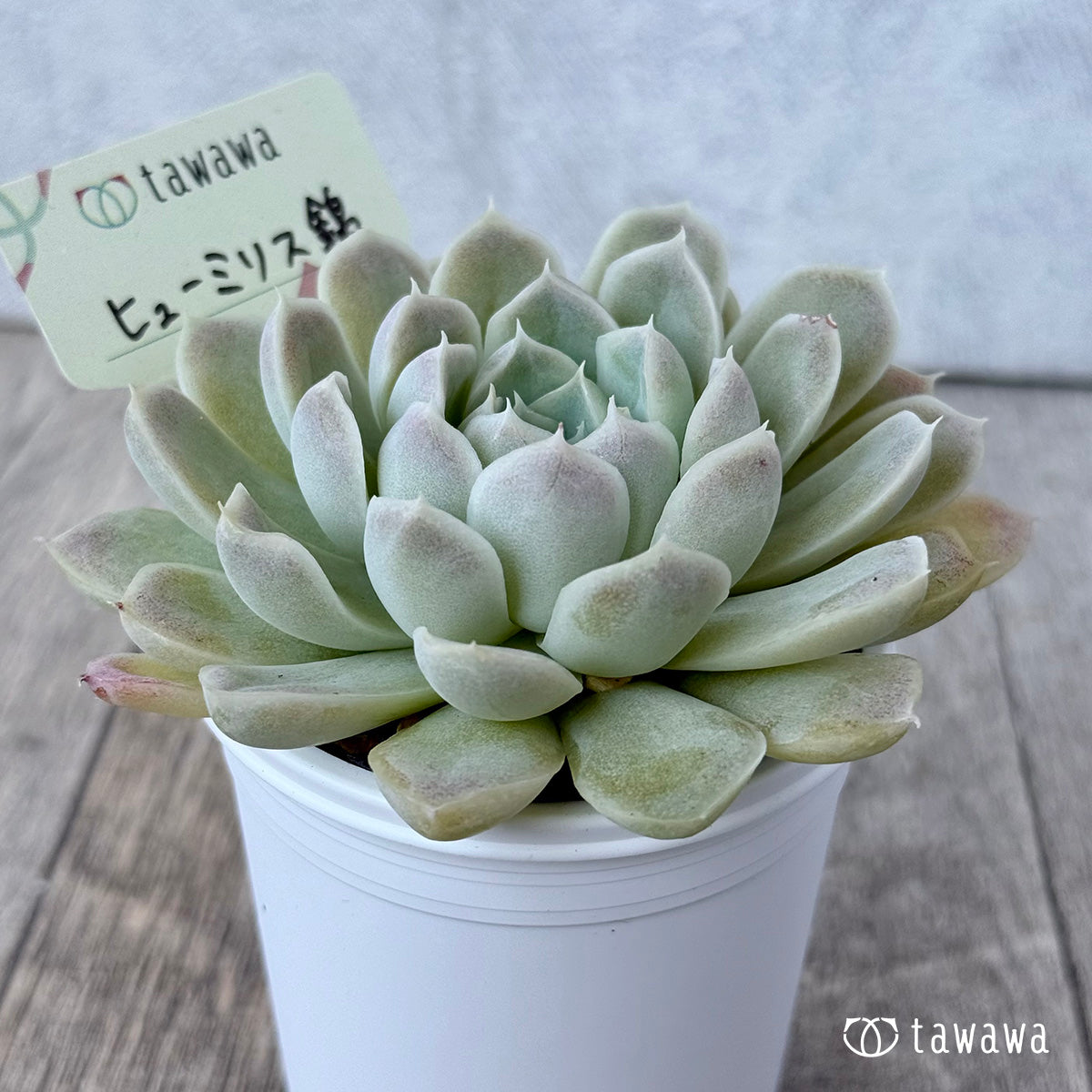 ヒューミリス錦①【tawawaハウス苗】 – 多肉植物の通販・販売サイト tawawa
