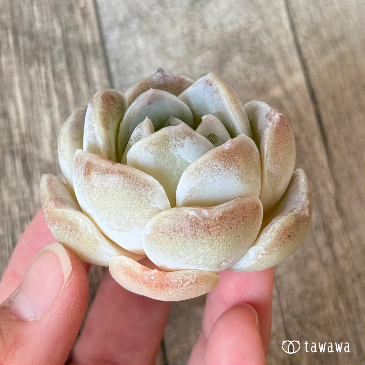 New Arrivals: Ice Green